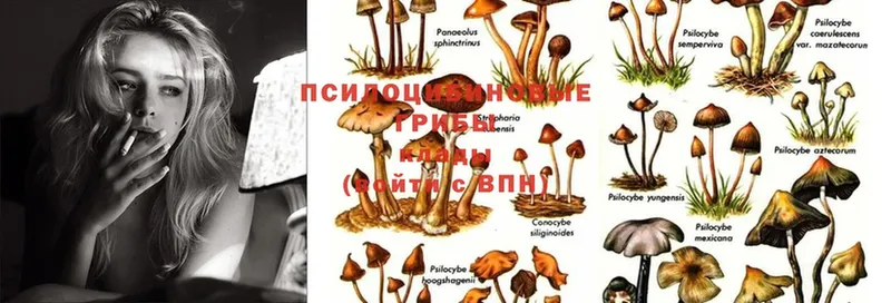 Псилоцибиновые грибы Magic Shrooms  Кизляр 